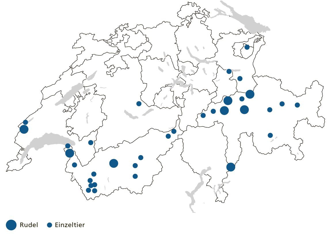 Schweizer Karte, auf der die Wolfsrudel und Einzeltiere vermerkt sind. Die meisten Wölfe leben im Graubünden und Wallis. Zudem gibt es auch in den Kantonen Waadt, St. Gallen und Bern vereinzelt Wölfe. 