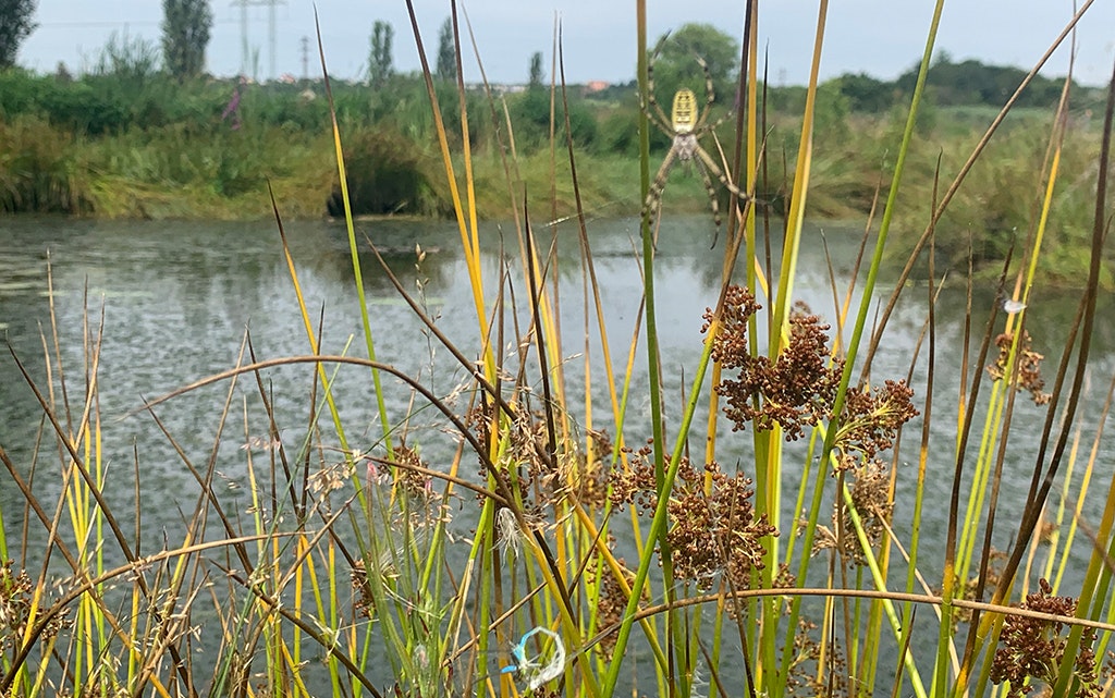 Renaturierungsprojekt Lítožnice