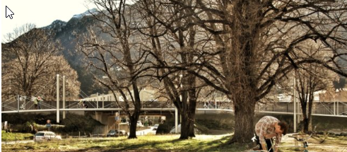 Drei Bäume mit der Velobrücke im Intergrund.
