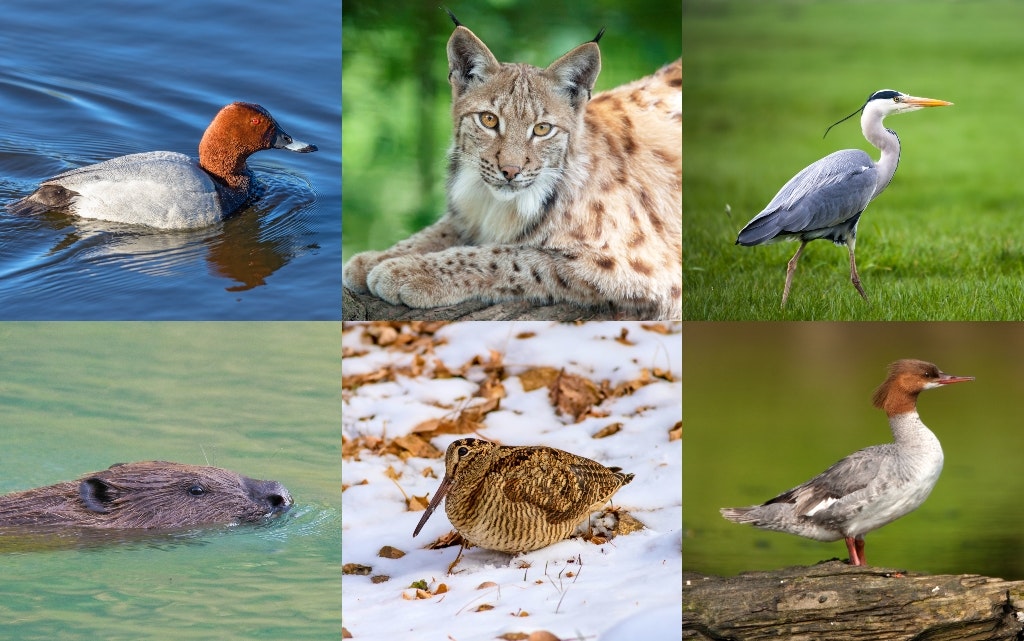 Tafelente, Luchs, Graureiher, Biber, Waldschnepfe, Gänsesäger