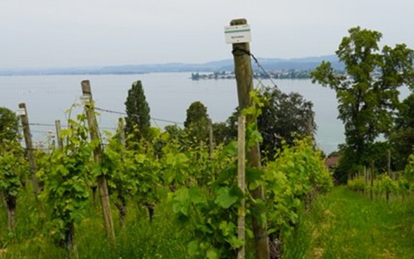 Arenenberg (Thurgau)