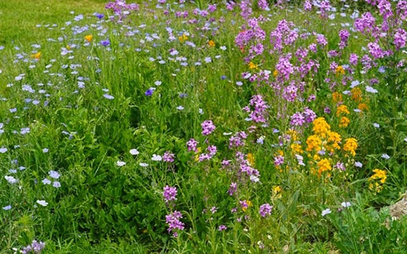 Arenenberg (Thurgau)