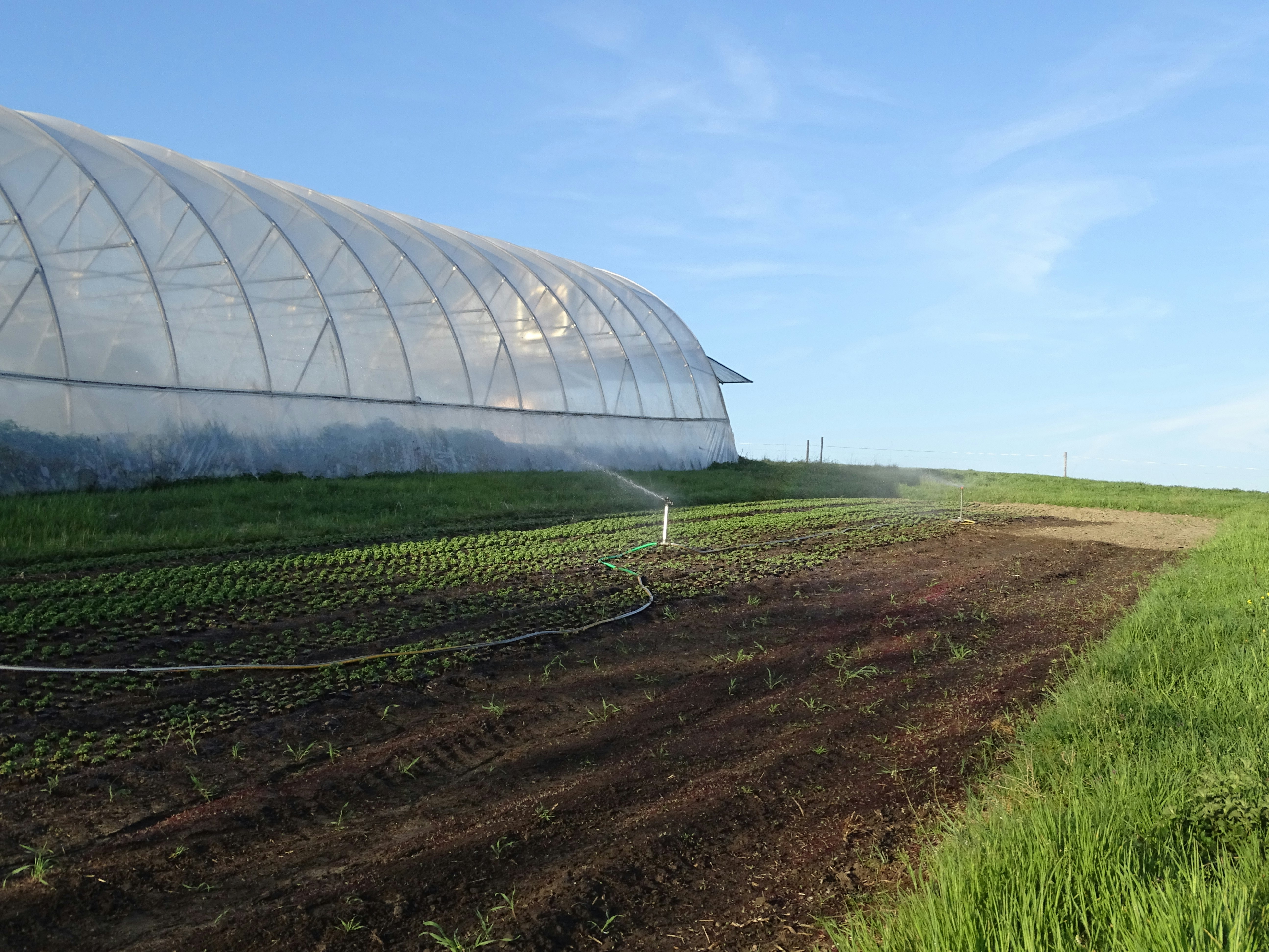Gewächshaus auf dem Bio-Bauernhof