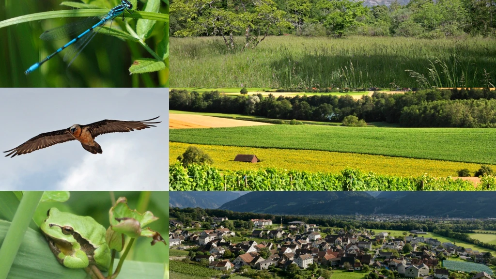 Libellule, gypaète barbu, rainette verte, prairie maigre, paysage, commune de Fläsch