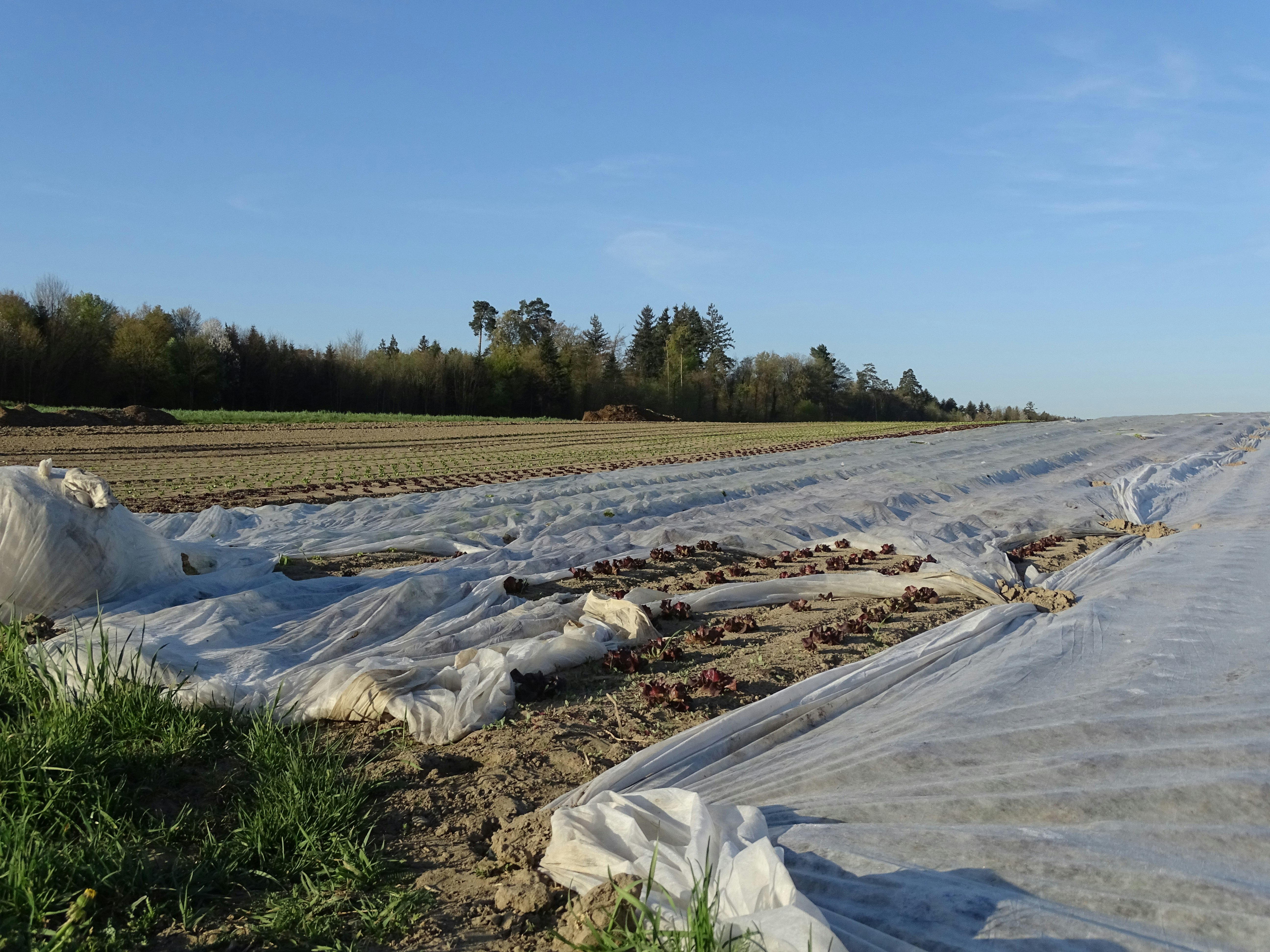 Bio-Bauernhaus Plantage
