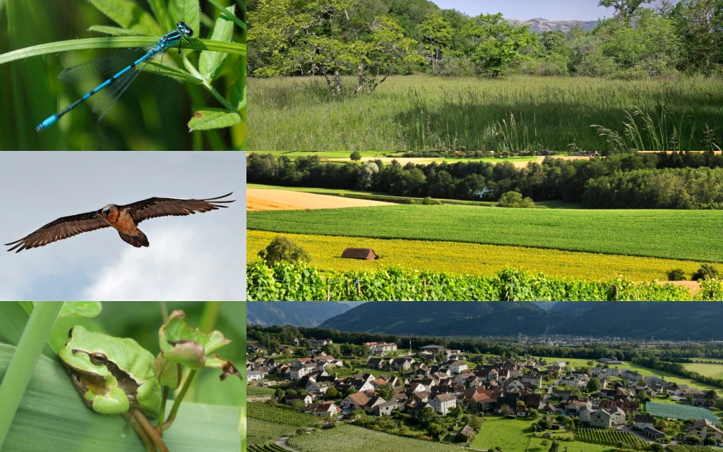 Libellula, gipeto, raganella, prato magro, paesaggio rurale, Comune di Fläsch